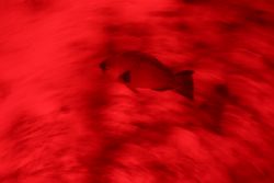 Red.
Canon 300D, Tv 0,3,Av 3,5, red filter,
Ikelite Pro... by Dmitry German 